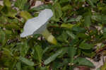 Beach morning-glory